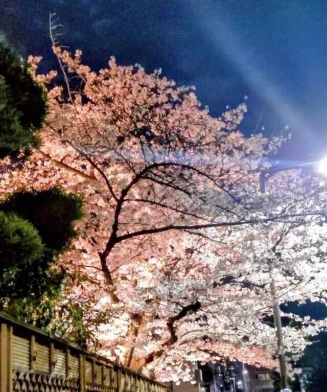 今週末🌜️｜写メ日記｜あめ｜渋谷 人妻デリヘル 渋谷　蘭の会