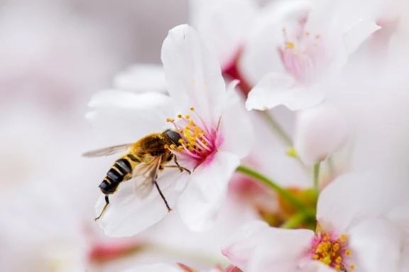 桜｜写メ日記｜結梨(ゆうり)｜渋谷 人妻デリヘル 渋谷　蘭の会