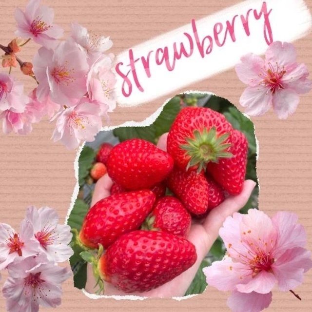 リベンジ、イチゴちゃん｜写メ日記｜遼花(りょうか)｜渋谷 人妻デリヘル 渋谷　蘭の会