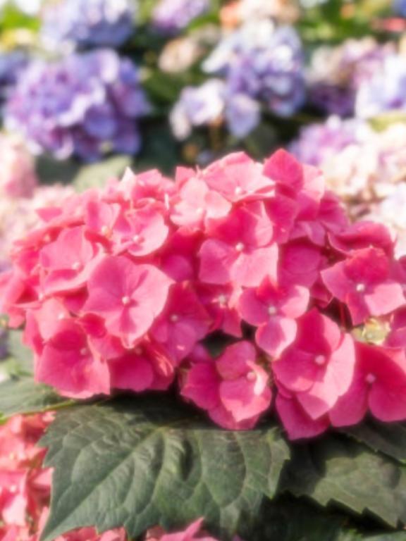 きぬ｜写メ日記｜絹(きぬ)｜渋谷 人妻デリヘル 渋谷　蘭の会