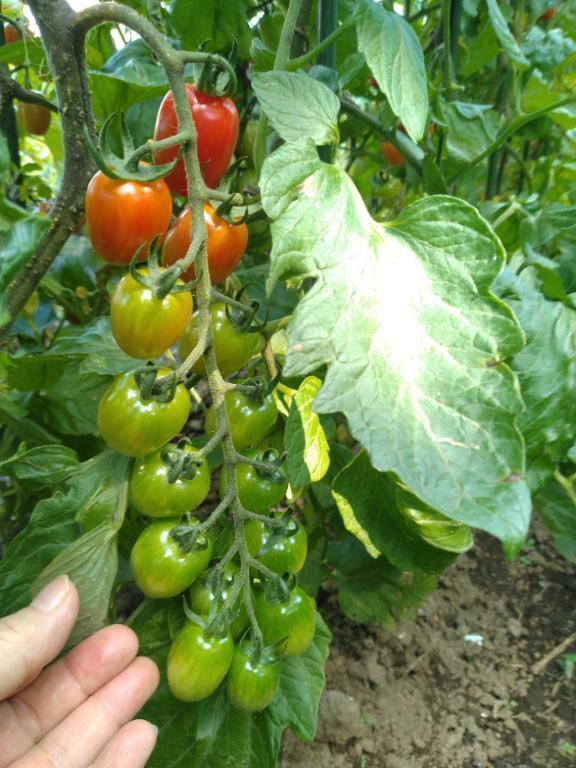 おはようございます☺️🍅✨｜写メ日記｜ふみ｜渋谷 人妻デリヘル 渋谷　蘭の会