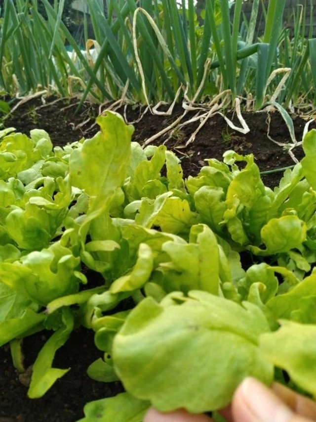 12月ですね😃🍊｜写メ日記｜ふみ｜渋谷 人妻デリヘル 渋谷　蘭の会