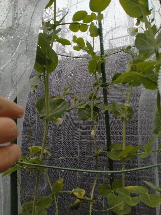 フフフ😌雨ですね🎶🐌♪♬｜写メ日記｜ふみ｜渋谷 人妻デリヘル 渋谷　蘭の会