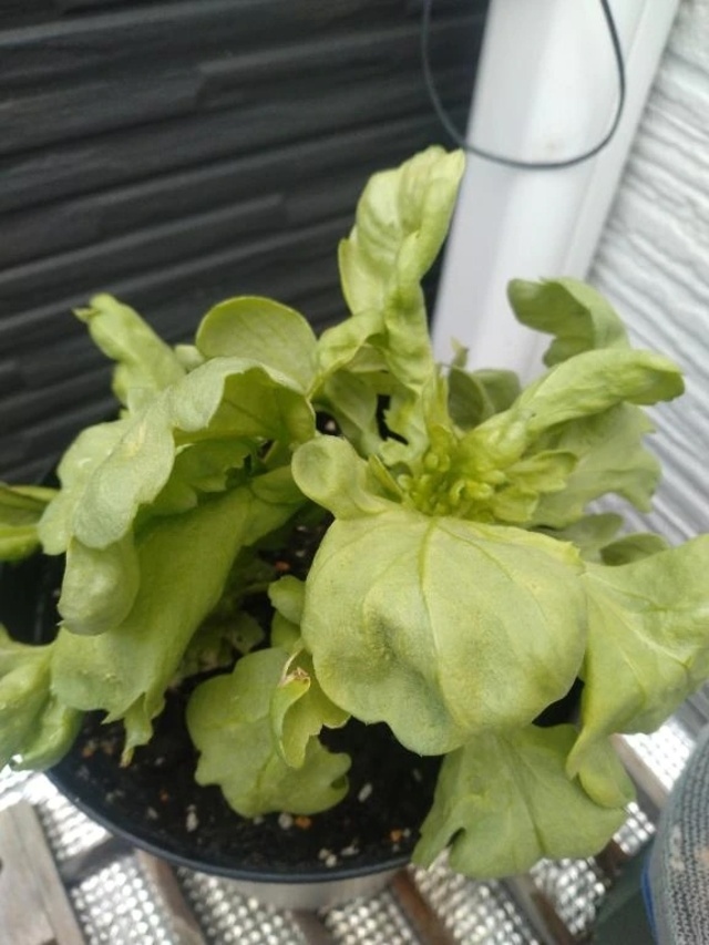 木曜日1日始まりましたね🐔✨️｜写メ日記｜ふみ｜渋谷 人妻デリヘル 渋谷　蘭の会