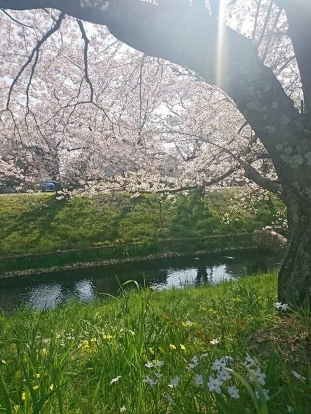 小春日和でしたね😌🌞🌸✨️｜写メ日記｜ふみ｜渋谷 人妻デリヘル 渋谷　蘭の会