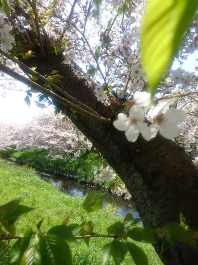 ポカポカ陽気ですね☺️🌸✨️｜写メ日記｜ふみ｜渋谷 人妻デリヘル 渋谷　蘭の会