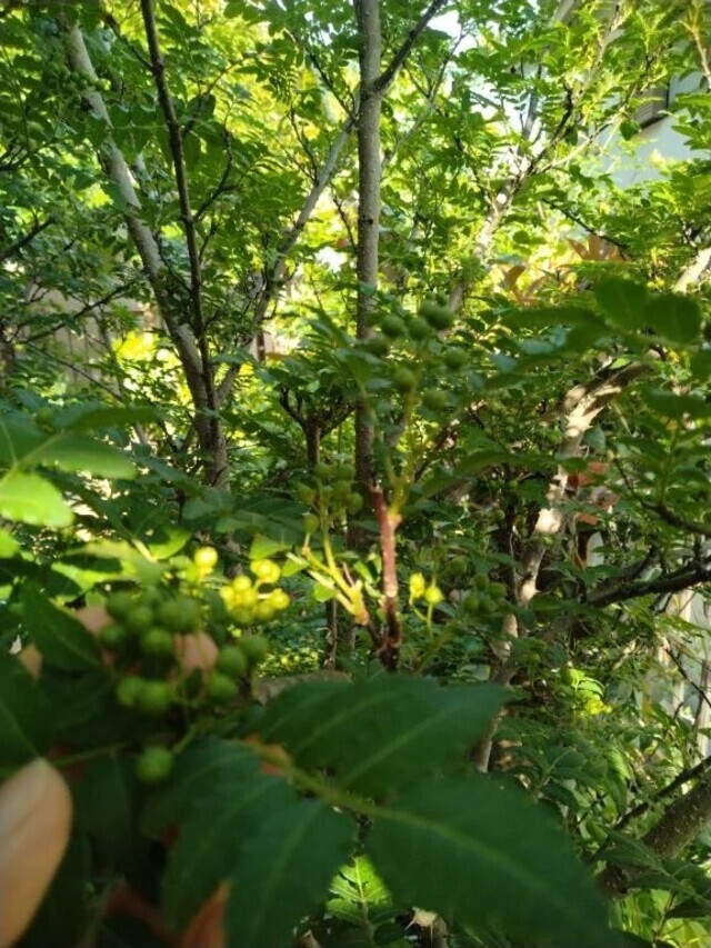 よい季節ですね☺️☘️✨️🍃