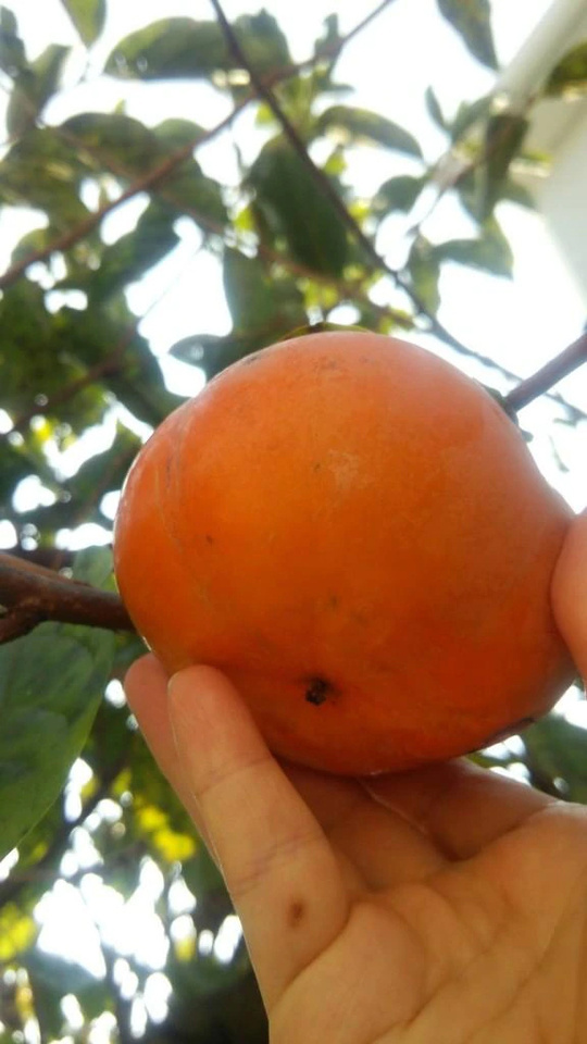 生きていますか…😌🫘🥜🌰🍐？｜写メ日記｜ふみ｜渋谷 人妻デリヘル 渋谷　蘭の会
