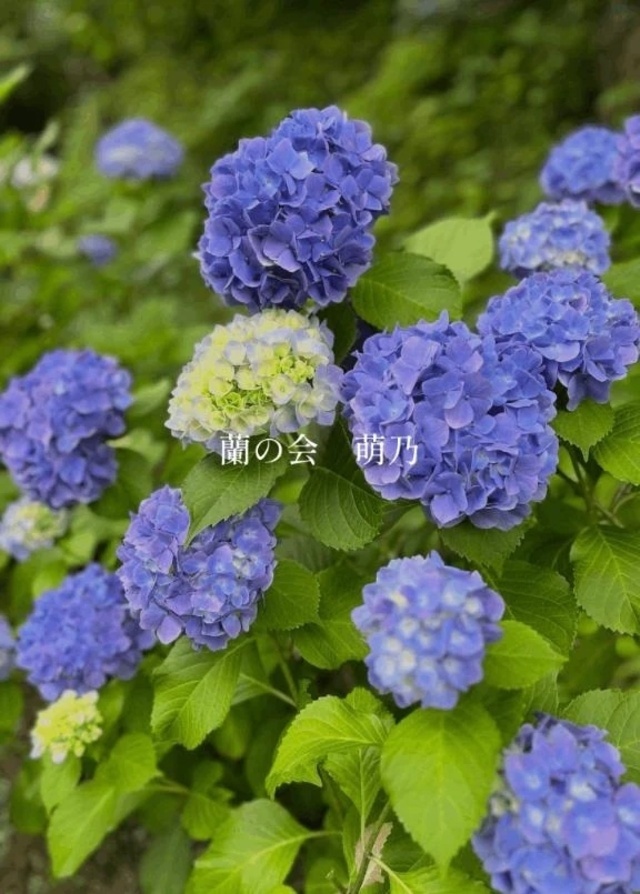 6月もよろしくお願いします♡｜写メ日記｜萌乃(もえの)｜渋谷 人妻デリヘル 渋谷　蘭の会