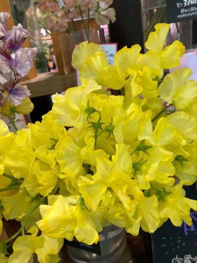 ふゆみです。❤️｜写メ日記｜ふゆみ｜渋谷 人妻デリヘル 渋谷　蘭の会