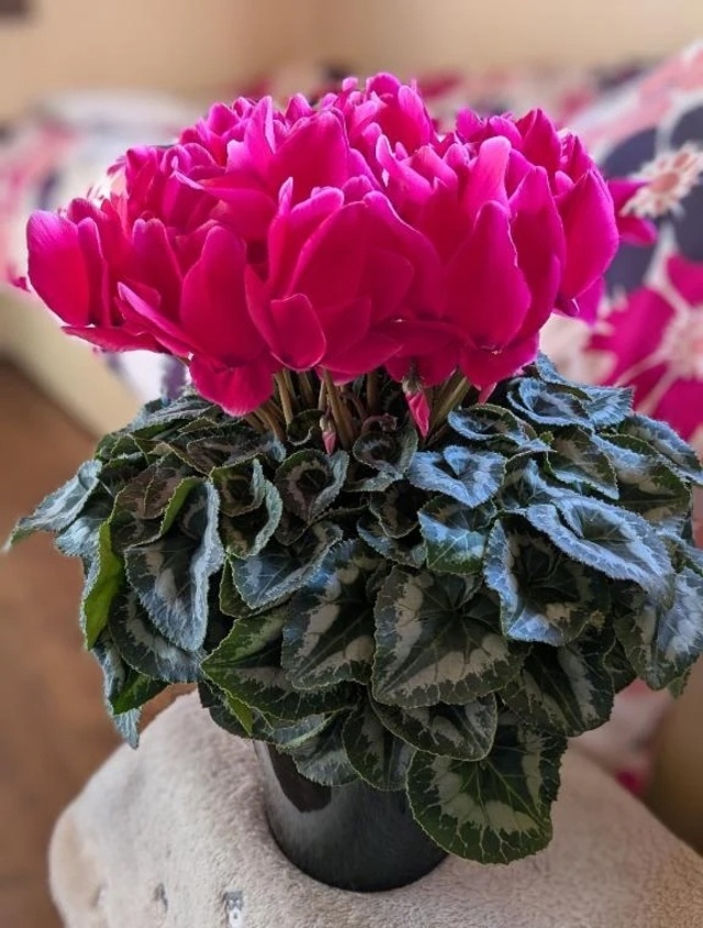 おはようございます。｜写メ日記｜あかり｜渋谷 人妻デリヘル 渋谷　蘭の会