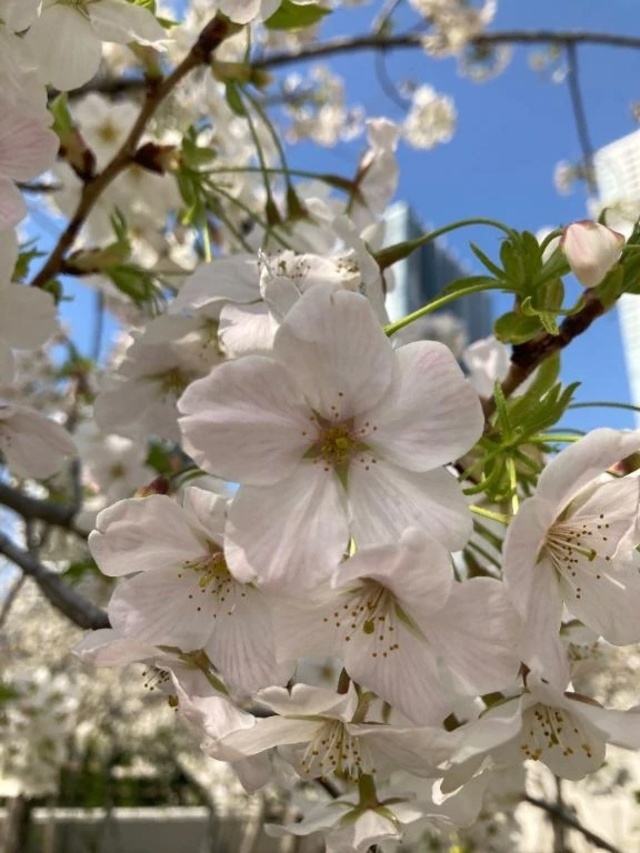 今朝は…｜写メ日記｜さなえ｜渋谷 人妻デリヘル 渋谷　蘭の会