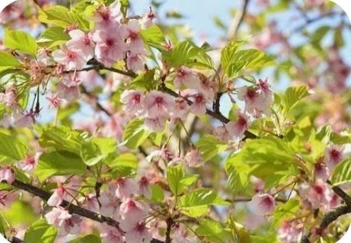 今しか見れない🌸🍃｜写メ日記｜しのぶ｜渋谷 人妻デリヘル 渋谷　蘭の会