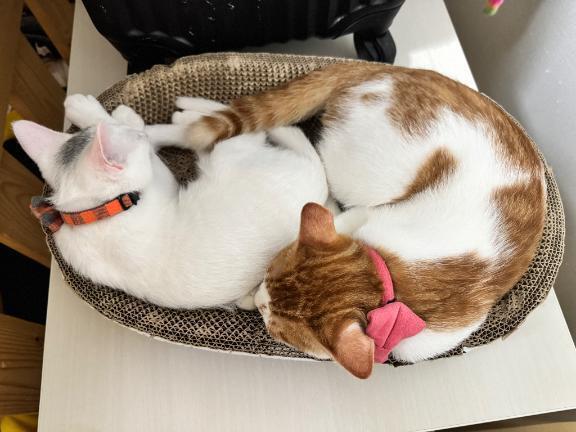 おはよ🥰｜写メ日記｜れいら｜錦糸町・小岩・葛西 人妻デリヘル One More 奥様 錦糸町店