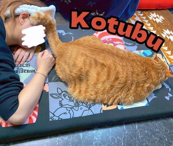 子守り猫