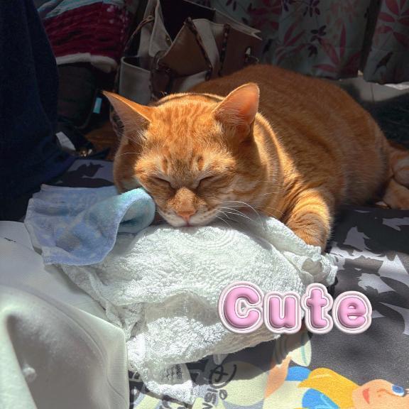 愛猫癒し(* ´  ` *)ᐝ｜写メ日記｜こつぶ｜錦糸町・小岩・葛西 人妻デリヘル One More 奥様 錦糸町店