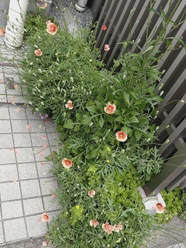 この花なんの花