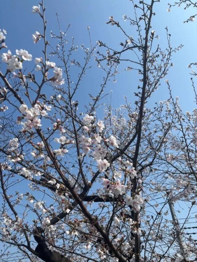 ♥️出勤します[満枠]｜写メ日記｜はるな｜錦糸町・小岩・葛西 人妻デリヘル One More 奥様 錦糸町店