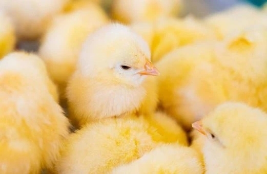 お題に答える🐣｜写メ日記｜ありな｜錦糸町・小岩・葛西 人妻デリヘル One More 奥様 錦糸町店
