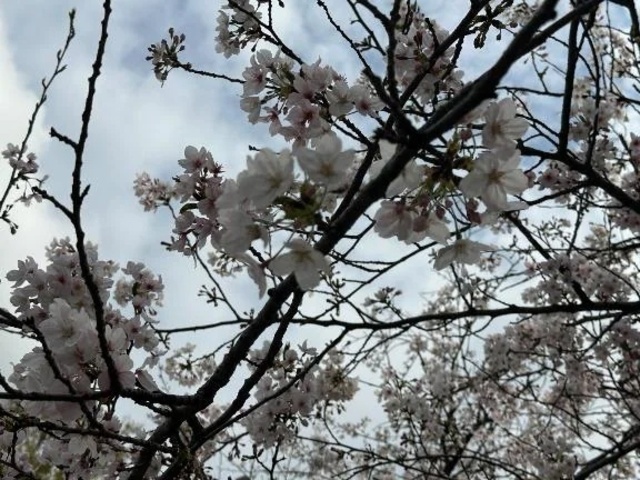 散ってしまう？？