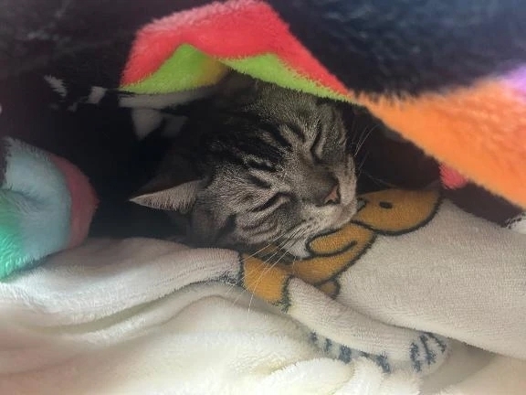 🤍：こんばんは🌛｜写メ日記｜ゆいな｜錦糸町・小岩・葛西 人妻デリヘル One More 奥様 錦糸町店