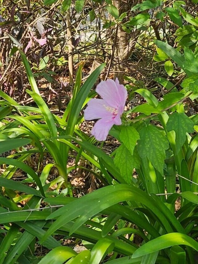 【御礼日記】12:00~｜写メ日記｜えれな｜錦糸町・小岩・葛西 人妻デリヘル One More 奥様 錦糸町店
