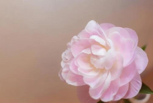 ゲリラ割🌸｜写メ日記｜さやか｜錦糸町・小岩・葛西 人妻デリヘル One More 奥様 錦糸町店