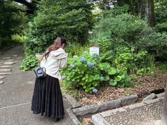あじさい🐸｜写メ日記｜せな｜中野・吉祥寺 一般デリヘル ヴァージンチェリー