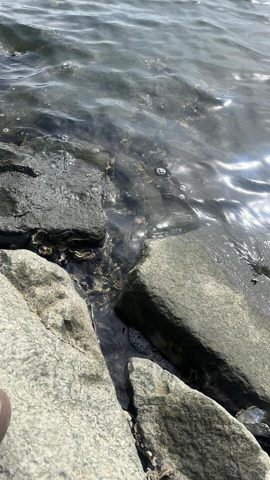 健康|写メ日記|かや|中野・吉祥寺 一般デリヘル ヴァージンチェリー