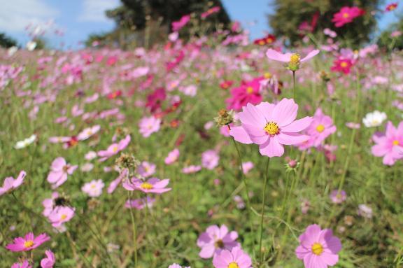 11月の予定｜写メ日記｜ももな｜池袋 人妻デリヘル 人妻風俗　みせすはーと