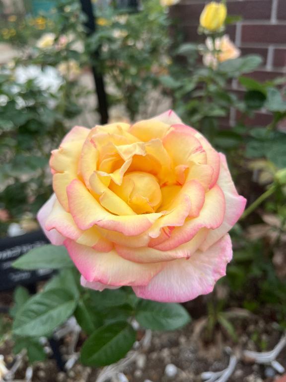 明日〜｜写メ日記｜ひまり｜池袋 人妻デリヘル 人妻風俗　みせすはーと