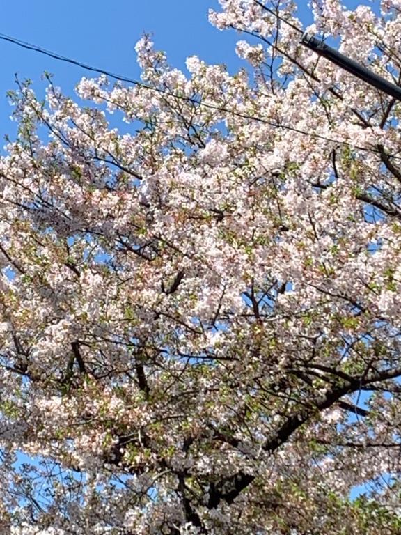 桜舞い散る〜｜写メ日記｜るりか｜錦糸町・小岩・葛西 人妻デリヘル 小岩人妻花壇