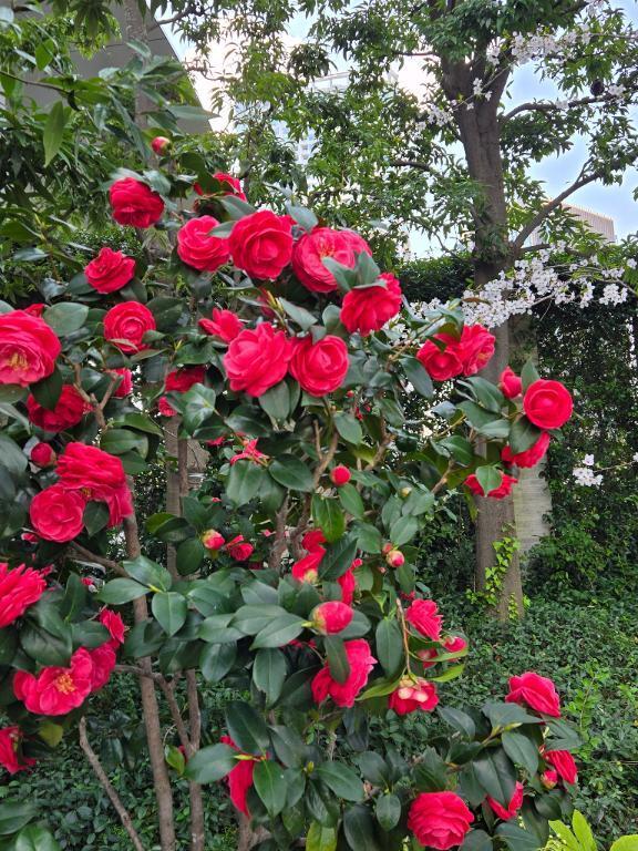 ありがとうございました｜写メ日記｜さき｜錦糸町・小岩・葛西 人妻デリヘル 小岩人妻花壇