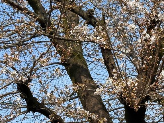 桜　咲く｜写メ日記｜まどか｜池袋 人妻デリヘル 池袋で熟女の風俗　マダムいやーん