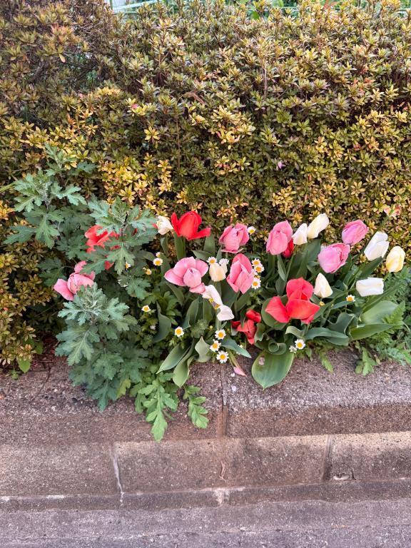 桜も散って｜写メ日記｜まどか｜池袋 人妻デリヘル 池袋で熟女の風俗　マダムいやーん