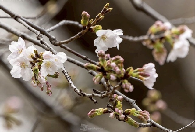 🌸　お知らせ｜写メ日記｜ゆりこ｜池袋 人妻デリヘル 池袋で熟女の風俗　マダムいやーん