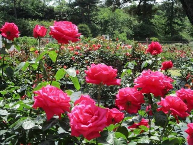 秋薔薇｜写メ日記｜まき｜池袋 人妻デリヘル 池袋で熟女の風俗　マダムいやーん