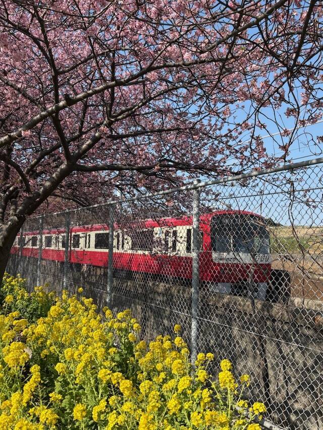 春のお裾分け🌸｜写メ日記｜まき｜池袋 人妻デリヘル 池袋で熟女の風俗　マダムいやーん