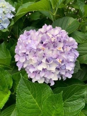 嬉しい出会に感謝です❣️｜写メ日記｜ようこ｜池袋 人妻デリヘル 池袋で熟女の風俗　マダムいやーん