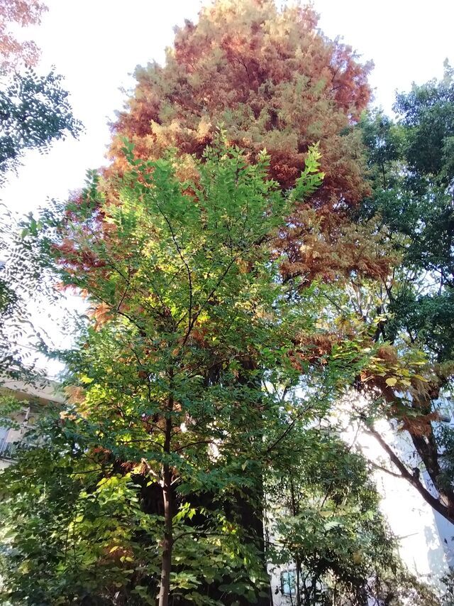 次回出勤は３０日の日曜日です。｜写メ日記｜みずき｜池袋 人妻デリヘル 池袋で熟女の風俗　マダムいやーん