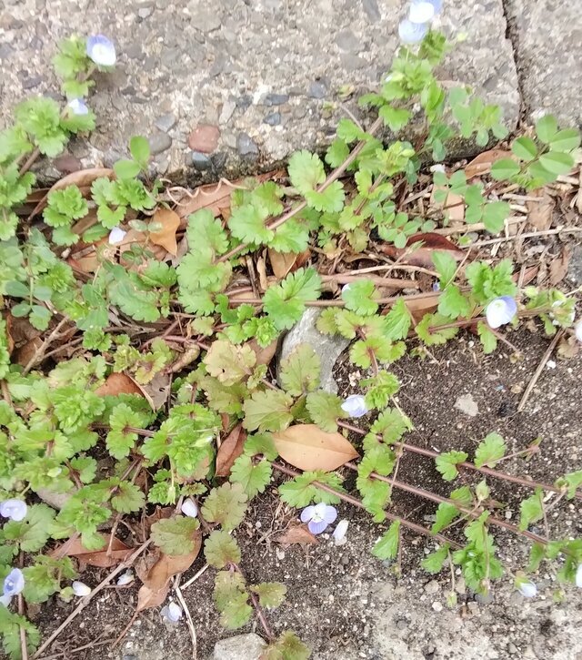 オオイヌのタマタマ。｜写メ日記｜みずき｜池袋 人妻デリヘル 池袋で熟女の風俗　マダムいやーん