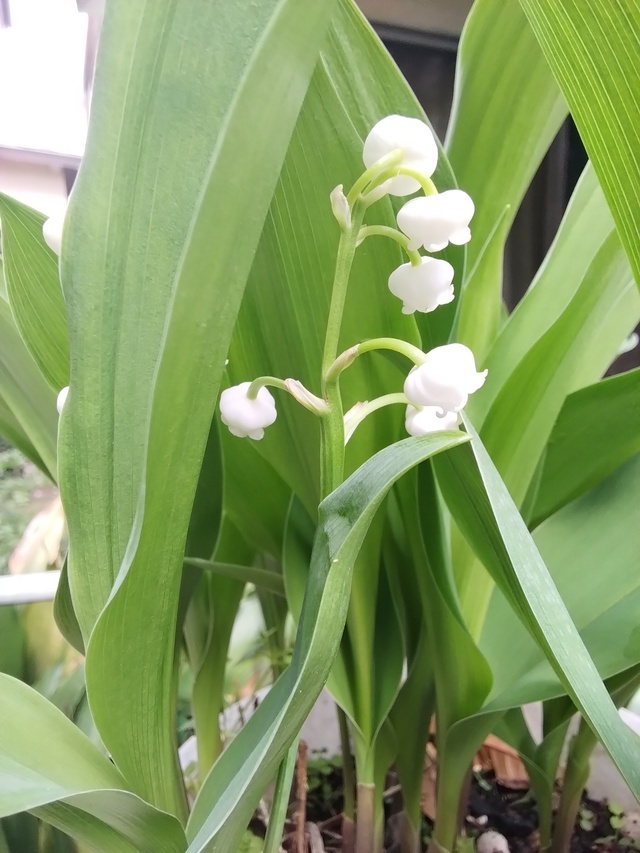 女性は怖い、でもこの花も怖い｜写メ日記｜みずき｜池袋 人妻デリヘル 池袋で熟女の風俗　マダムいやーん