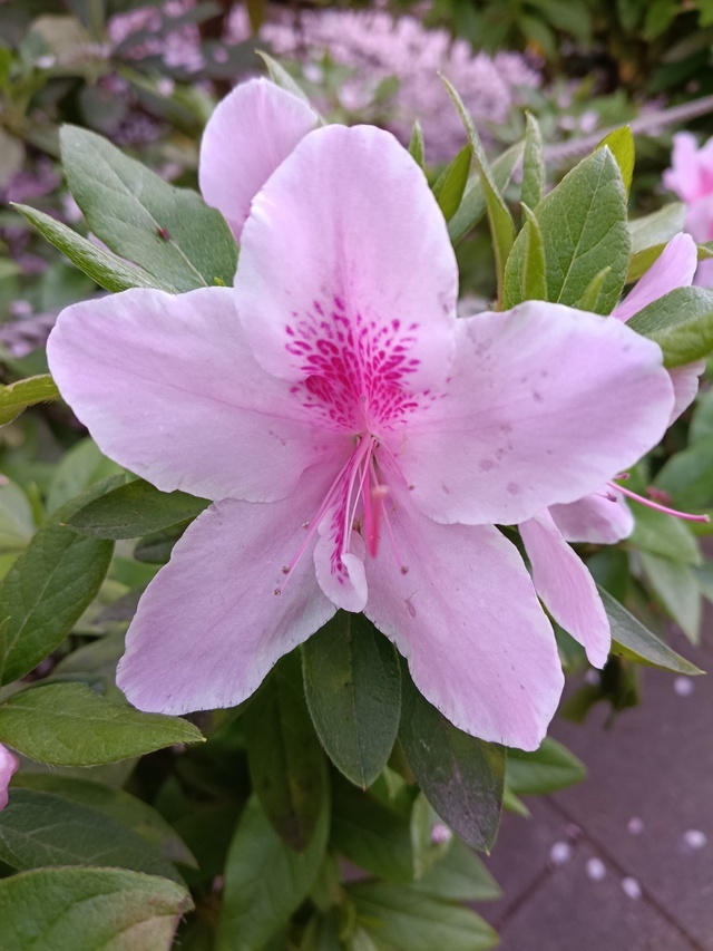 本日はありがとうございました☺️｜写メ日記｜りえこ｜池袋 人妻デリヘル 池袋で熟女の風俗　マダムいやーん