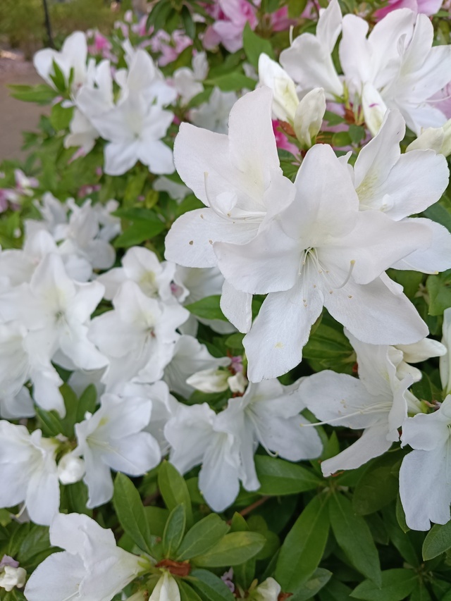 本日はありがとうこざいました😌｜写メ日記｜りえこ｜池袋 人妻デリヘル 池袋で熟女の風俗　マダムいやーん