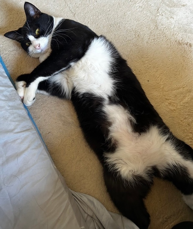 やっと｜写メ日記｜やよい｜池袋 人妻デリヘル 池袋で熟女の風俗　マダムいやーん