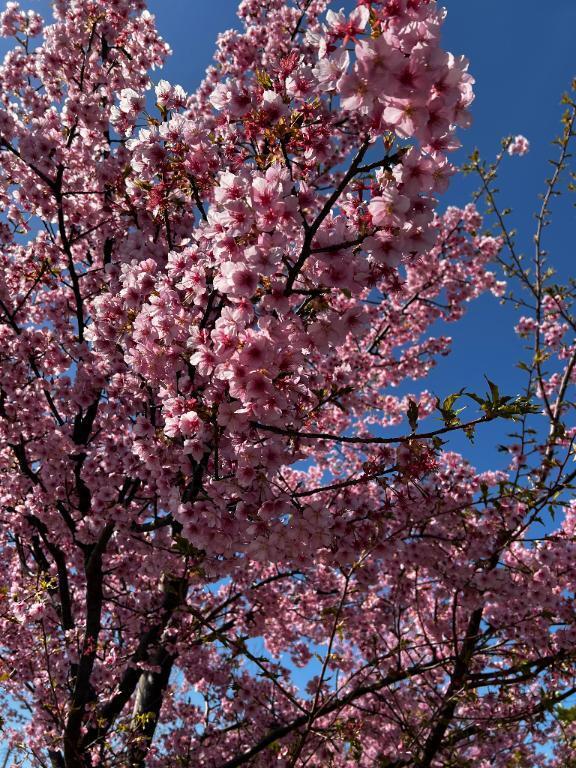 はじめまして。｜写メ日記｜くみこ｜池袋 人妻デリヘル 池袋で熟女の風俗　マダムいやーん