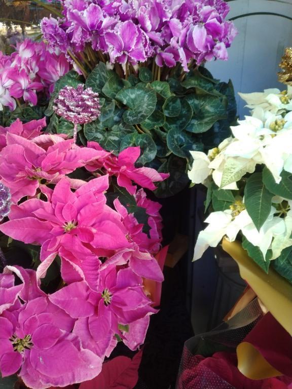 Ｙ様　ハニーお礼です。｜写メ日記｜夏川｜錦糸町・小岩・葛西 人妻デリヘル 人妻最後の砦小岩店