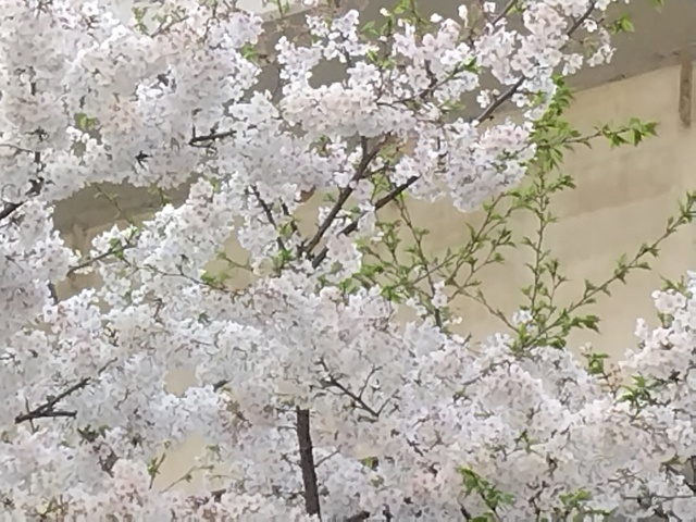 春？夏？｜写メ日記｜ちあき｜鶯谷 ぽっちゃりデリヘル ぽっちゃり熟女～バカラ～