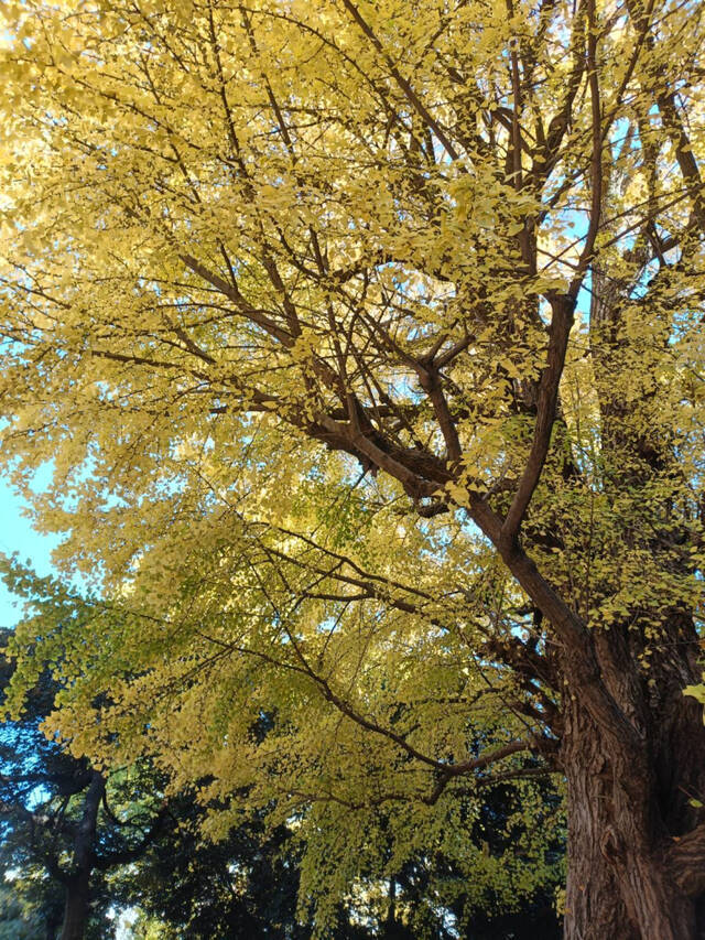 いちょう｜写メ日記｜みく｜鶯谷 ぽっちゃりデリヘル ぽっちゃり熟女～バカラ～