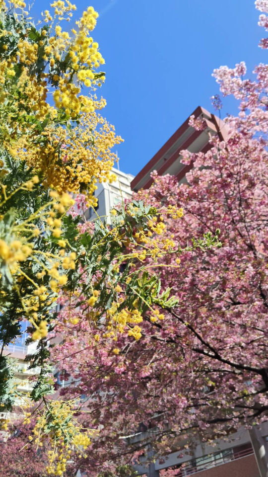 花を贈る｜写メ日記｜みく｜鶯谷 ぽっちゃりデリヘル ぽっちゃり熟女～バカラ～